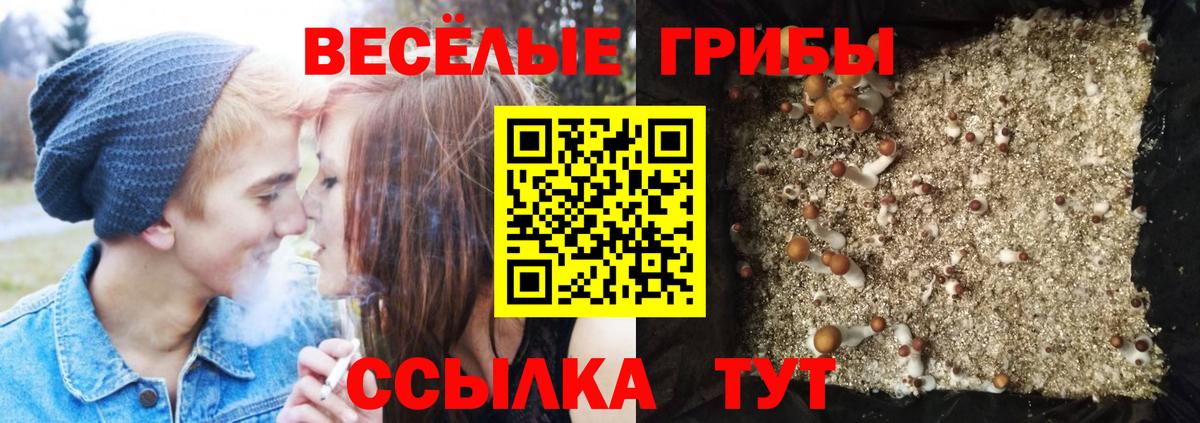 Троицк  Галлюциногенные грибы Psilocybe  даркнет сайт  Вход с VPN  Псилоцибиновые грибы ЛСД 